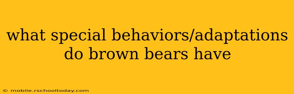 what special behaviors/adaptations do brown bears have