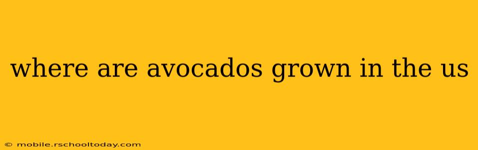 where are avocados grown in the us