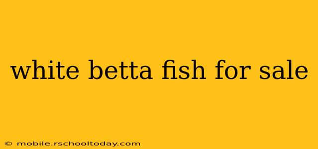 white betta fish for sale
