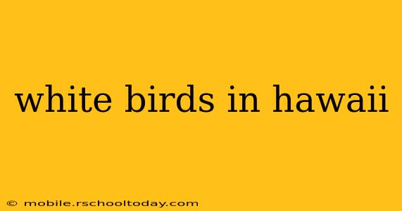 white birds in hawaii