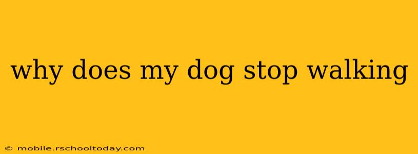 why does my dog stop walking