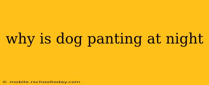 why is dog panting at night