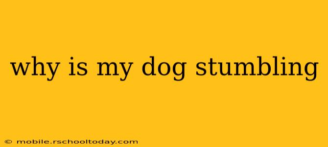 why is my dog stumbling