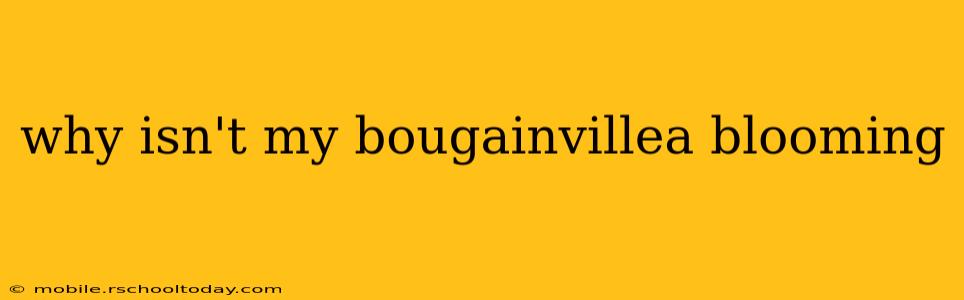 why isn't my bougainvillea blooming