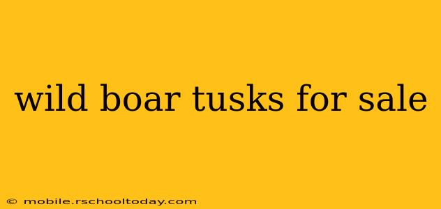 wild boar tusks for sale