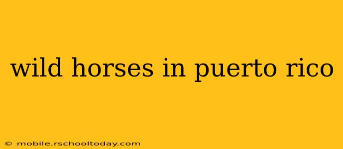 wild horses in puerto rico