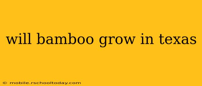 will bamboo grow in texas