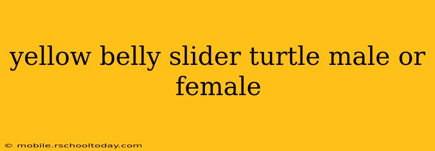yellow belly slider turtle male or female
